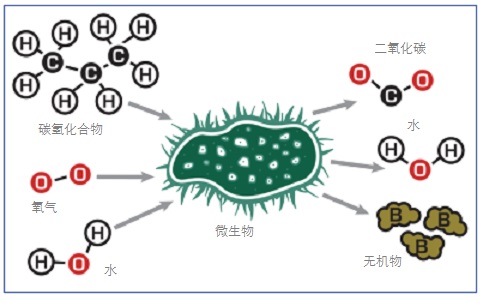 生物降解历程